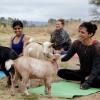 "Goat Yoga" ist der neue Yoga-Trend.