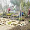 Gute Laune trotz nasskaltem Nebelwetter bewiesen die zahlreichen Helfer bei der ersten Pflanzaktion zur Neugestaltung des Biberbacher Dorfplatzes. 