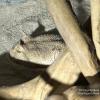 Mehrere teils giftige Schlangen wurden in einer Wohnung in Germering gefunden. Das Bild zeigt den Kopf einer Wüsten-Hornviper.