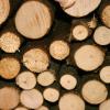 In Lauingen wurden zwölf Ster Holz gestohlen.