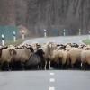 Kein Durchkommen: Schafe haben in Unterfranken eine Straße blockiert.