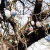 Der Auhof bei Hilpoltstein will den Rekord für den Osterbaum mit den meisten Eiern knacken. 