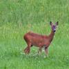 Verkehrsteilnehmer sollen derzeit besonders aufpassen, denn die Tiere sind derzeit viel unterwegs.  	