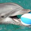 Im Nürnberger Zoo ist chloridhaltiges Salzwasser aus der Delfinlagune ausgetreten und im Waldboden versickert. Die Tierschutzoranisation PETA hat jetzt wegen der Umweltschädigung Strafanzeige gegen die Zoo-Betreiber gestellt.