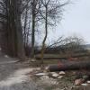 Nur noch zwei Eichen stehen an der Hecke in Rieblingen, an der die restlichen, vom Eichenprozessionsspinner befallenen Bäume gefällt wurden. In Rieblingen protestierten etliche Bürger gegen die Fällaktion. 