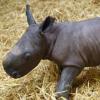 Nashornbaby Kibo kam am Samstag zur Welt. Es ist das erste Nashorn, das im Augsburger Zoo geboren wurde. 