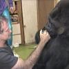 Gorilla-Dame Koko trauerte nach dem Tod von Robin Williams um ihren Freund. Jetzt ist sie selbst gestorben.