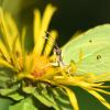 In Bayern gibt es immer weniger Schmetterlinge. Auch andere Insektenarten haben es schwer. 