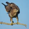 Ein Bussard attackiert bei Biburg Spaziergänger.