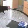 Dieses Wildschwein stattete dem Servicebereich der Alsmooser Filiale der Raiffeisenbank Aindling einen Besuch ab. Die Spuren sind inzwischen beseitigt. Geblieben sind die Bilder der Überwachungskamera. 