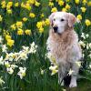 Wegen seines gutmütigen Wesens schätzen viele den Golden Retriever. Der verspielte Familienhund schafft es auf Platz vier der beliebtesten Hunderassen.