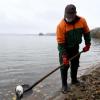 Mitarbeiter des Bauhofes sammelt tote Wasservögel am Ufer des Großen Plöner Sees ein.