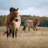 Das Przewalski-Pferd ist die einzige Wildpferdart, die in ihrer Wildform bis heute überlebt hat, die anderen Wildpferde sind ausgestorben. Diese zwei leben in einem Wildpark.