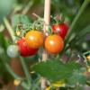 Kleine Tomaten sind leichter anzubauen als Fleischtomaten.