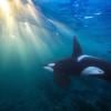 Orcas gelten eigentlich nicht als angriffslustig. Doch vor der spanischen Küste attackieren die Killerwale immer häufiger Segelboote.