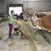 Voller Eifer bringen die Kinder das Heu, um die Kühe zu füttern. Die Zweitklässler der Grundschule Bissingen erlebten einen ganz besonderen Schultag. Sie waren zu Besuch auf dem Erlebnisbauernhof von Claudia und Thomas Böck in Oberglauheim. 