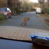 Dieser Wolf spazierte am Sonntag durch ein Wohngebiet in Niedersachsen. Sabrina Johannes traute sich zwar nicht aus ihrem Auto, schoss aber dieses Foto von dem Tier.