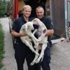 Die Augsburger Feuerwehr hat am Donnerstag zwei Schafe am Autobahnsee eingefangen. 