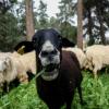 In Seifertshofen wurden am Wochenende zwei Schafe getötet und zwei weitere gestohlen.