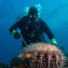 Ein Taucher ist am Great Barrier Reef auf der Suche nach sogenannten Killer-Seesternen unterwegs. Gefräßige Dornenkronen fallen über das Great Barrier Reef her. 