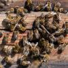 In Rammingen haben Kinder zwei Bienenstöcke mit Holzscheiten beworfen und beschädigt. 