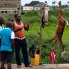 Ein Wildfleischhändler im nigerianischen Bundesstaat Bayelsa preist gegenüber potenziellen Kunden seine Ware an.
