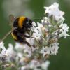 Zwei Landwirte aus dem Landkreis Augsburg haben ein Projekt für den Erhalt der Bienen gestartet. 
