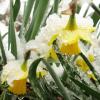 Trotz winterlicher Temperaturen: Beim Ostereiermarkt im Sisi-Schloss Unterwittelsbach gibt es am Wochenende die ersten Frühlingsblumen zu kaufen.