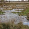 Die Nauwasser-Einleitung im Leipheimer Moos hat sich in diesem Jahr etwas verzögert.