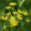 Der Fenchel liefert Anis-Geschmack in der Tasse. Mehr zur Wirkung und Anwendung gibt es hier.