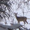 Tiere im Wald haben spezielle Methoden, sich vor Eis und Schnee zu schützen. dabei sollten sie nicht gestört werden. 