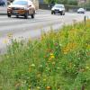 Der Landkreis Unterallgäu will mehr Blumenwiesen an Straßenrändern schaffen und so den Insekten mehr Nahrung bieten.  	