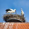Das Storchenpaar auf dem Kirchendach in Thannhausen ist fleißig bei der Instandsetzung des Nestes. Etliche Störche verlassen die Region in der kalten Jahreszeit nicht mehr. 