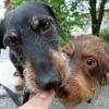 Für Hunde wie Zamperl (links) und Trixi müssen die Kirchheimer künftig mehr bezahlen.