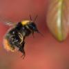 Im Flug erwischt hat Brigitte Rokyta aus Osterbuch dieses Bienchen im Garten.