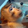 Vor allem Versuche an Affen sorgen immer wieder für Kritik. Meistens wird aber an und mit Nagetieren experimentiert.