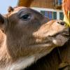 Weil eine Tierärztin eines seiner Kälber eingeschläfert hat, sind bei einem Bauern im nördlichen Landkreis Augsburg die Sicherungen durchgebrannt.