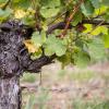 Kann alles, aber kann er auch die Weinwelt erobern? Der Silvaner. 