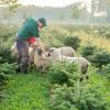 Ohne den Einsatz von Pestiziden werden die Bio-Weihnachtsbäume auf Gut Mergenthau angebaut. Gegen zu viele Mäuse setzt Ulrich Resele statt Gift auf eine Herde Shropshire-Schafe.