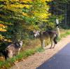 Zwei Wölfe an einer Straße bei Lindberg im Bayerischen Wald. Eine Familie hatte auf der Fahrt zum Kindergarten die Wölfe gesichtet und mit einem Mobiltelefon aus dem Auto gefilmt.