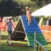 Bei der süddeutschen Agility-Meisterschaft mussten Hund und Mensch gemeinsam einen Parcours absolvieren. Es gab auch Team-Wettkämpfe. Auf dem Foto ist Birte Brünig mit ihrem Hund zu sehen. <b>Foto: Christine Gramm</b>
