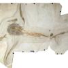 Dieses Fossil (Teile wurden rekonstruiert) eines 93 Millionen Jahre alten «Adlerhais» hat ein europäisch-mexikanisches Paläontologen-Team entdeckt. Das 1,7 Meter lange Tier habe Brustflossen mit einer Spannweite von 1,9 Metern gehabt, berichten die Forscher.
