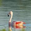 Flamingo bei Genderkingen   - gesehen auf dem Baggersee.