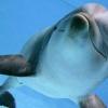 Die neu erbaute Delfinlagune soll für Besucherandrang im Nürnberger Zoo sorgen.