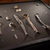 Knochen der bisher unbekannten Primatenart Danuvius guggenmosi liegt in einem Kasten. Paläontologen haben in Süddeutschland Fossilien entdeckt, die ein neues Licht auf die Entwicklung des aufrechten Ganges werfen.
