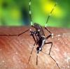 Stechmücke bei der Arbeit: Das kleine Tierchen kann das West-Nil-Virus übertragen.