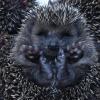 So süß! Damit auch Igel-Jungtiere den Winter unbeschadet überstehen, können Menschen einiges beachten.