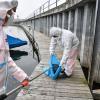 Zwei Mitarbeiter des städtischen Baubetriebsamtes hieven in Friedrichshafen eine tote Ente in einen Müllsack.