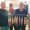 Josef Dreiseitel (links), Helmut Schütte (Mitte) und Artur Linich vom Fischereiverein Illertissen-Dietenheim sind ein eingespieltes Team. Die frisch geräucherten Forellen sollen am Gründonnerstag in Dietenheim verkauft werden. 