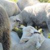 Noch etwas verängstigt liegen die Schafe in der hintersten Ecke der Selzam-Weide – seit dem Wochenende ihre neue Heimat. 